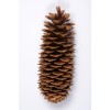 SUGAR PINE CONE NATURAL 9"-14"-